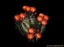 Echinocereus coccineus  ssp. paucispinus 1476